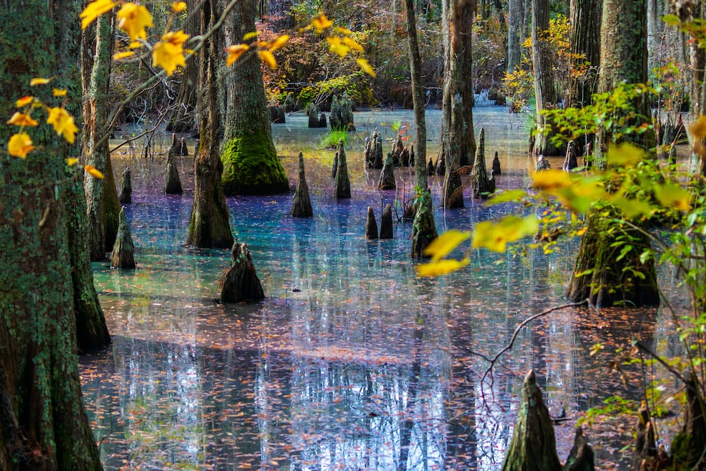 rainbow sheen in cypress swamp at first landing state park