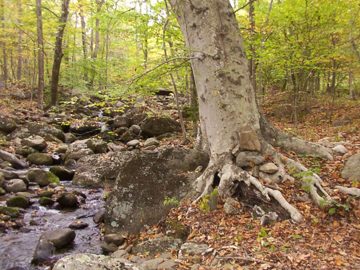 Tree beside a rocky creek